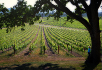 Sonoma Valley Vineyard